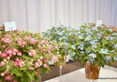 Greenworks' new Oxypetalum line was introduced this year under the name Bridal Series. The product comes is the pink, blue and white. All three colors are available in both double and single flowers.